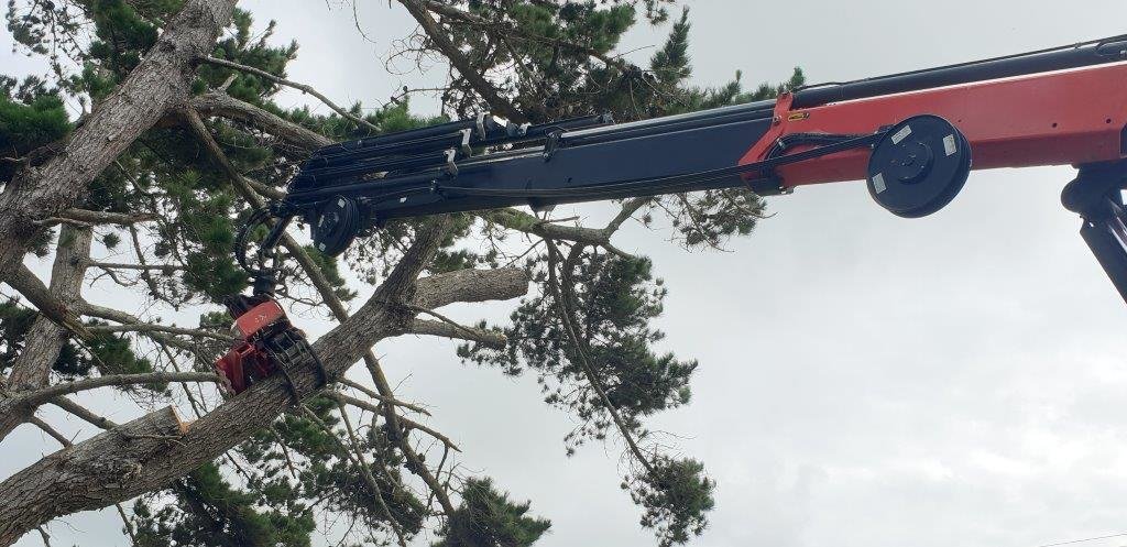 Dangerous tree removal made easier
